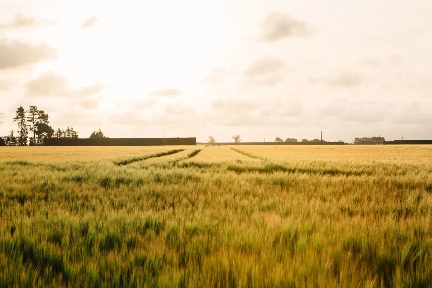Ripening barley field on the Canterbury Plains with shelterbelt trees on the horizon